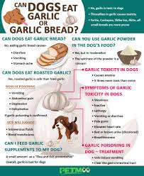 Eggs provide a nutritious amount of proteins. Can Dogs Eat Garlic Or Garlic Bread Risks Reasons Petmoo