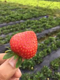 Strawberries In La Trinidad Benguet All In All Strawberry Picking Baguio Style Is An Experience Well Worth It As Baguio Philippines Baguio Strawberry Farm