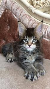 Pin On Cats And Cats