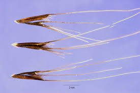 Image result for Enteropogon prieurii