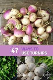 Start the boiling on the turnip greens for about 5 minutes then check to see if they are wilted down. 47 Ways To Use Turnips Gardening Channel Purple Top Turnips Recipe Turnip Recipes Turnip