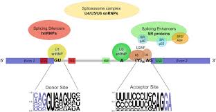 Maybe you would like to learn more about one of these? Influenza Viruses And Mrna Splicing Doing More With Less Mbio
