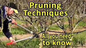 Benefits of pruning fruit trees. Benefits Of Pruning Fruit Trees Seasonal Preferences