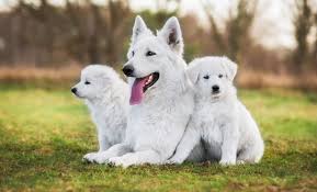 Check spelling or type a new query. Colors Of A German Shepherd Updated 2021 German Shepherd Country