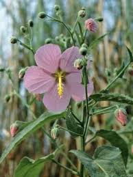 Image result for Kosteletzkya grantii