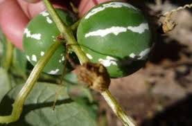 Image result for Diplocyclos