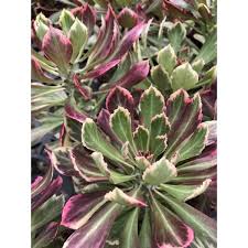 Image result for Monadenium friesii
