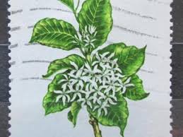 Image result for Disa welwitschii