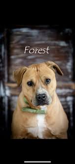 Church st between edgewood ave and buffalo ave nw is closed due to police investigating a suspicious package. Dogs For Adoption Near Concord Nc Petfinder