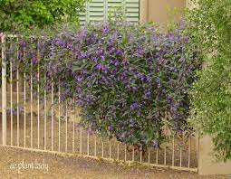 The addition of a purple flowering vine creates a spectacular focal point to a garden or yard. Purple Lilac Vine Another Great Lesser Known Plant To Try