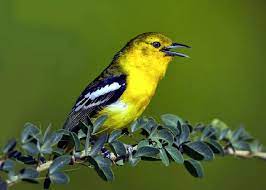 Pin Oleh Informasi Komunitas Kicau Mani Di Foto Burung Burung