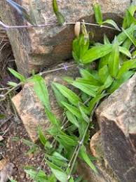 Image result for Oldenlandia affinis