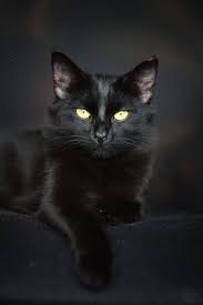 Night Cat Cats Black Cat Dog Cat