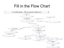 Cellular Respiration How Do All Living Organsims Make Energy