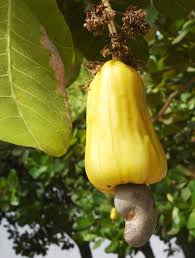 Les arbres à noix, comme les arbres fruitiers, produisent mieux s'ils sont nourris. Noix De Cajou Wikipedia
