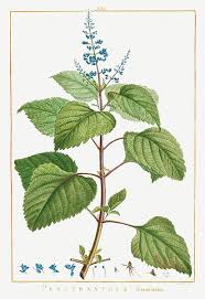 Image result for Plectranthus fruticosus