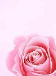 ✓ free for commercial use ✓ high quality images. 100 000 Best Rose Background Photos 100 Free Download Pexels Stock Photos