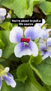 Violets in your lawn and garden—most commonly common blue violet (Viola  sororia)—aren’t just “weeds”… they’re the only host plant for Great  Spangled Fritillary butterflies 🦋, Here’s why that matters:, ...