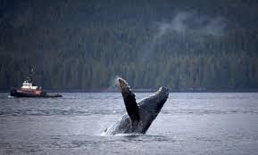 Whale Watching On Orcas Island | Euro Travel Coach