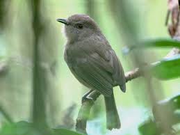 Image result for Newtonia