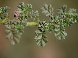 Image result for Coldenia procumbens