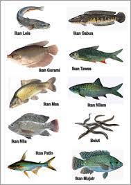 Ikan air tawar adalah ikan yang hidup di kolam, sungai, danau, dan danau. Gambar Foto Jenis Macam Nama Ikan Air Tawar Freewaremini Ikan Air Tawar Air Tawar Ikan