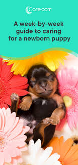 Here is the complete guide to feeding, training and caring for your new puppy. Puppy Stages A Week By Week Guide To Caring For A Newborn Puppy Care Com