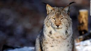 The lynx is known by the tuft of black hair on the tips of its ears and its short or bobbed tail. These Animals Went Extinct In The Wild Scientists Brought Them Back Cnn