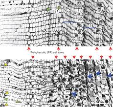 What vascular plant tissue is made of dead cells? Parenchyma Cell An Overview Sciencedirect Topics
