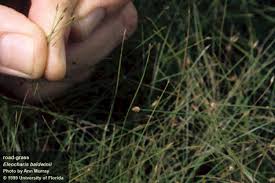 Image result for Eleocharis brainii