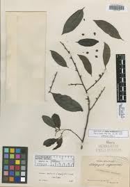 Image result for Malouetia mildbraedii