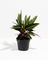 Image result for stromanthe