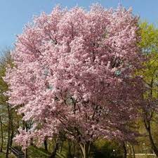 Want To Add Something Unique To Your Fall Garden Check Out This Autumn Blooming Cherry From Nature Hi Flowering Cherry Tree Weeping Cherry Tree Blooming Trees