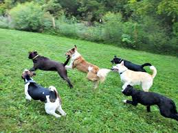 Male and female teacup maltese puppies for free adoption? Kenel Free Dog Boarding K9 Safari