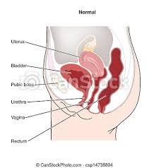 The stomach serves as a temporary receptacle for the storage and mechanical distribution of food before it is passed into the intestine. Female Abdominal Organs Labeled Canstock