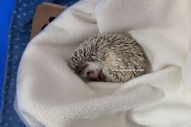 A hedgehog is any of the spiny mammals of the subfamily erinaceinae, in the eulipotyphlan family erinaceidae. Do Hedgehogs Die Easily Shocking Facts African Pygmy Hedgehogs