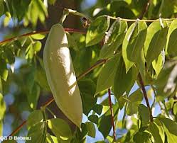 The bark truly shines in winter. Kentucky Coffeetree Green Seed Pod Seed Pods Kentucky Coffee Tree Plant Leaves
