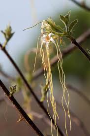 Image result for Strophanthus kombe