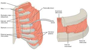 Start studying rib cage functional anatomy. Upper Back Pain When Breathing Can Be Treated