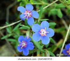 Image result for Lysimachia monelli