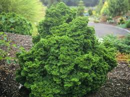 Image result for Copaifera baumiana
