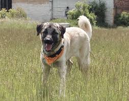 Trusted by millions of dog parents. Kangal Dog