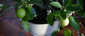 Maybe you would like to learn more about one of these? Indoor Citrus Wisconsin Horticulture