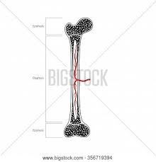 File human arm bones diagram svg wikipedia. Human Bone Anatomy Vector Photo Free Trial Bigstock