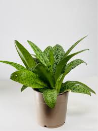 Image result for Drimiopsis