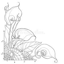 Select from 35915 printable crafts of cartoons, nature, animals, bible and many more. Vector Corner Bouquet Of Outline Calla Lily Flower Or Zantedeschia Bud And Ornate Leaf In Black Isolated On White Background Stock Vector Illustration Of Coloring Open 124421797