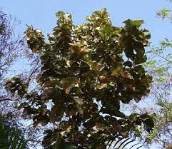 Beg duit dan bingkai gambar daripada hasil daun nanas. Memanfaatkan 10 Khasiat Daun Jati Bagi Kesehatan Tubuh Kegunaan Efek Samping Interaksi Hello Sehat
