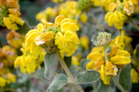 Image result for Syncolostemon linearis