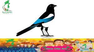 Magpie How To Draw A Magpie Draw A Magpie Step By Step Magpie Draw Drawing For Kids Drawings Pictures To Draw