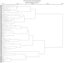 Image result for Schizozygia coffaeoides